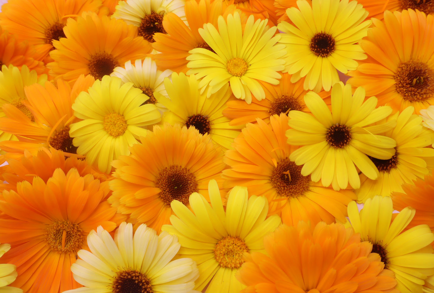 Calendula Grootverpakking goudsbloem eetbare bloemen Floral Delight eetbare bloemenshop