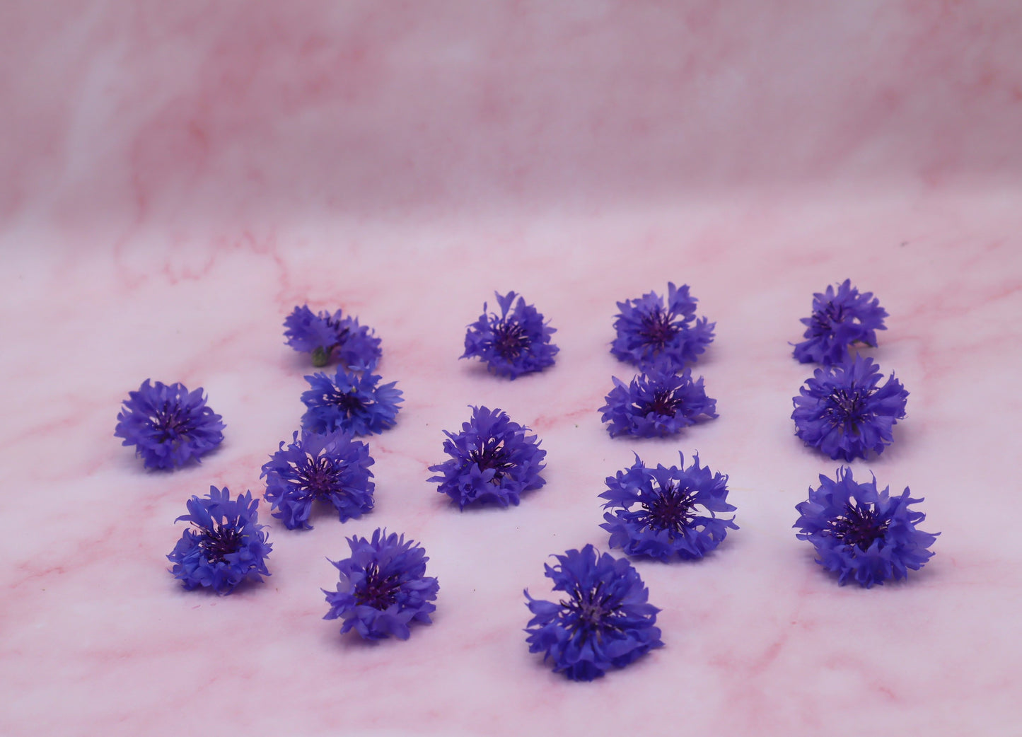 Verse eetbare korenbloem. roze blauw. Floral Delight