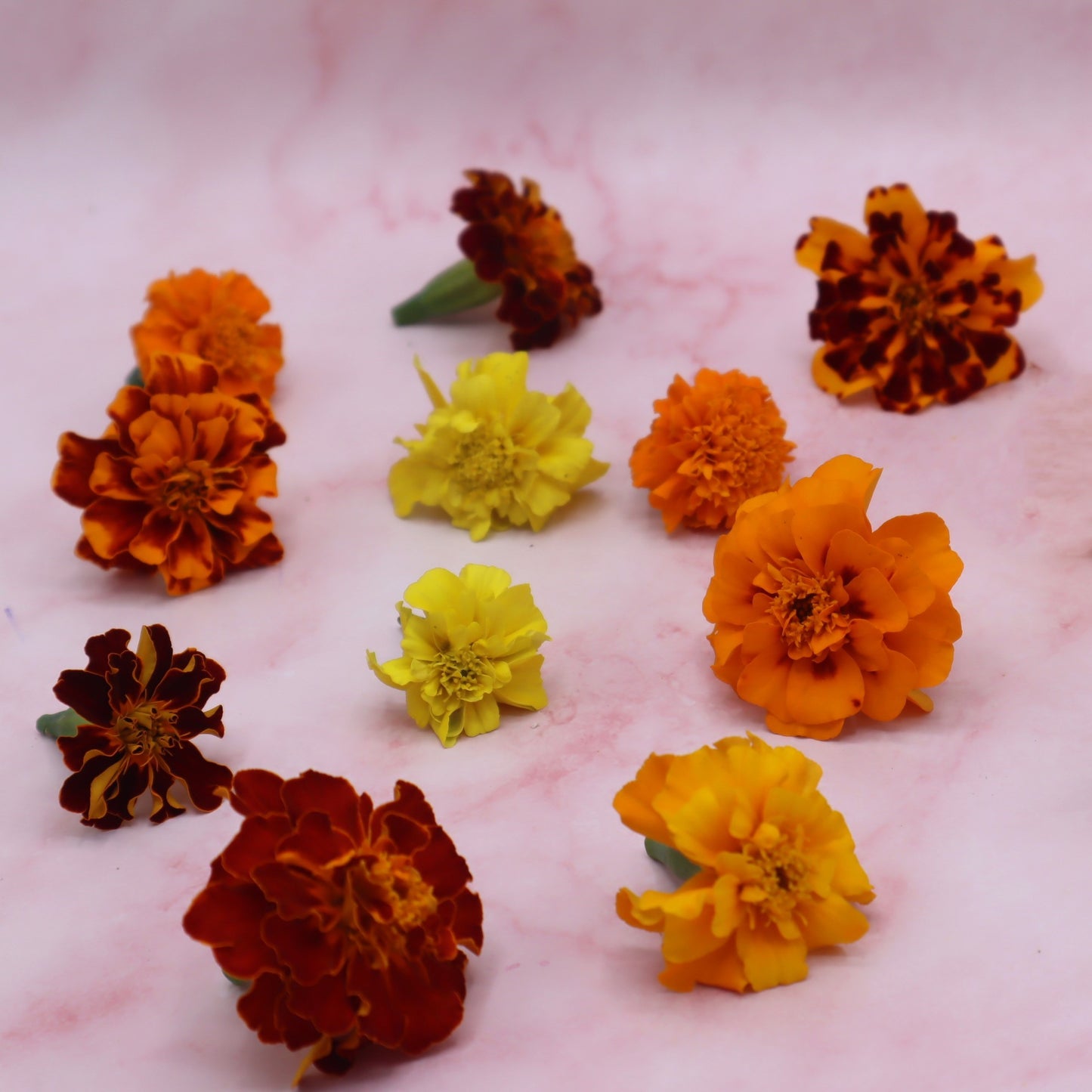 Tagetes vers, afrikaantje Eetbare bloemen. Floral Delight