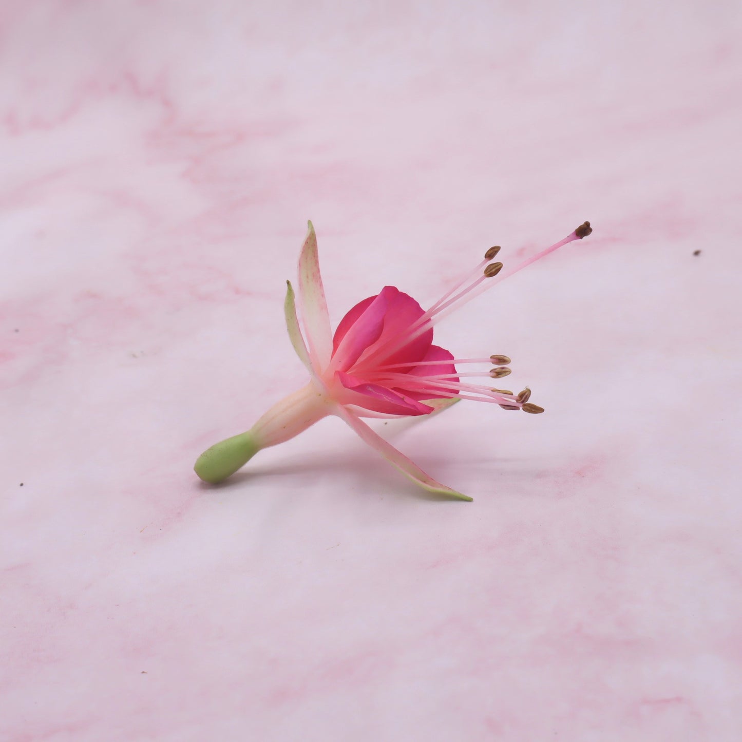 eetbare fuchsia roze eetbare bloemen