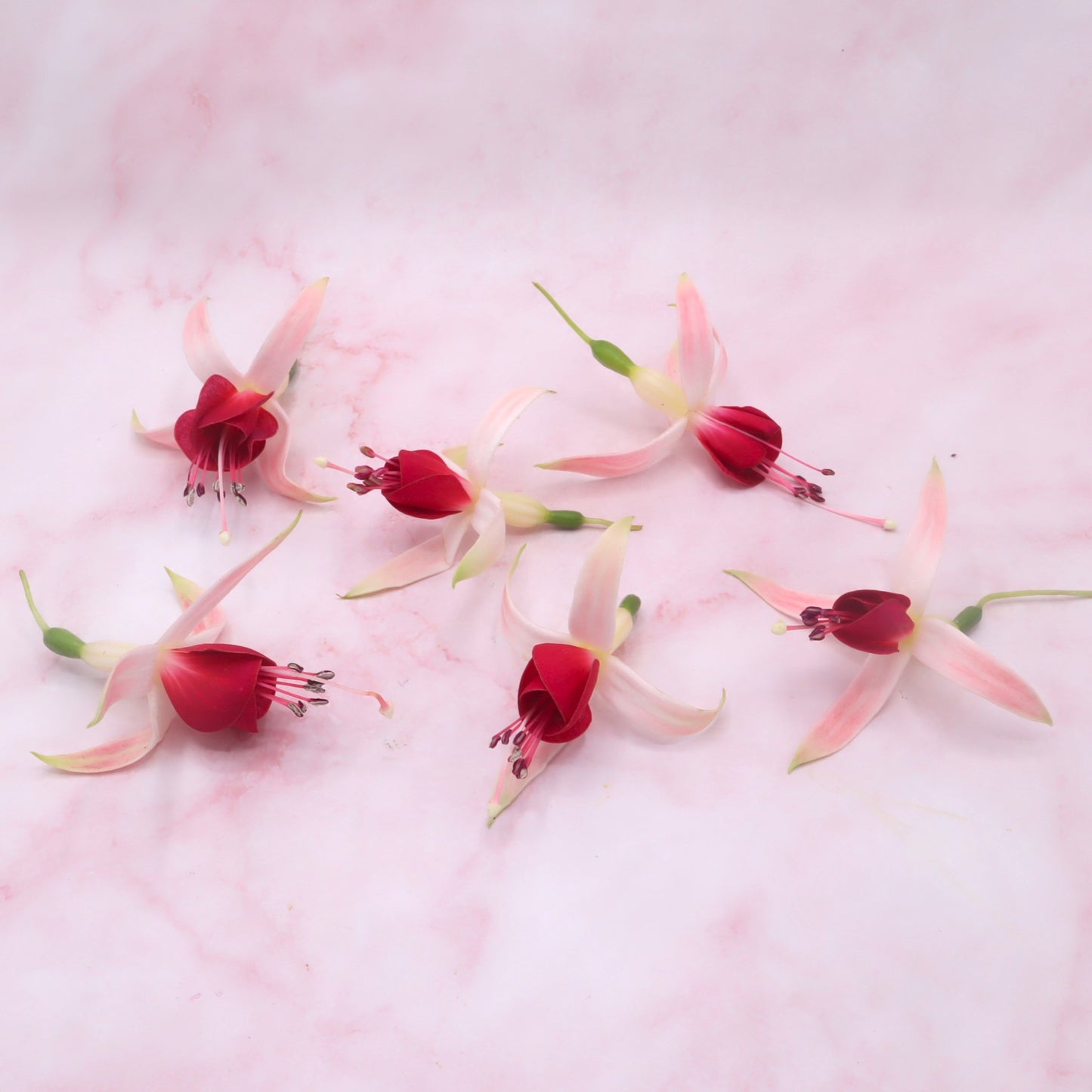 eetbare fuchsia groot eetbare bloemen