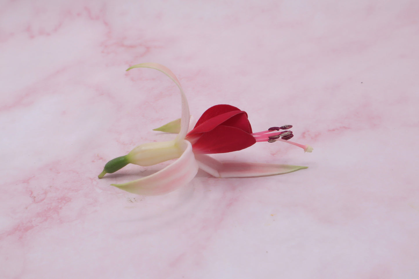 eetbare fuchsia groot eetbare bloemen