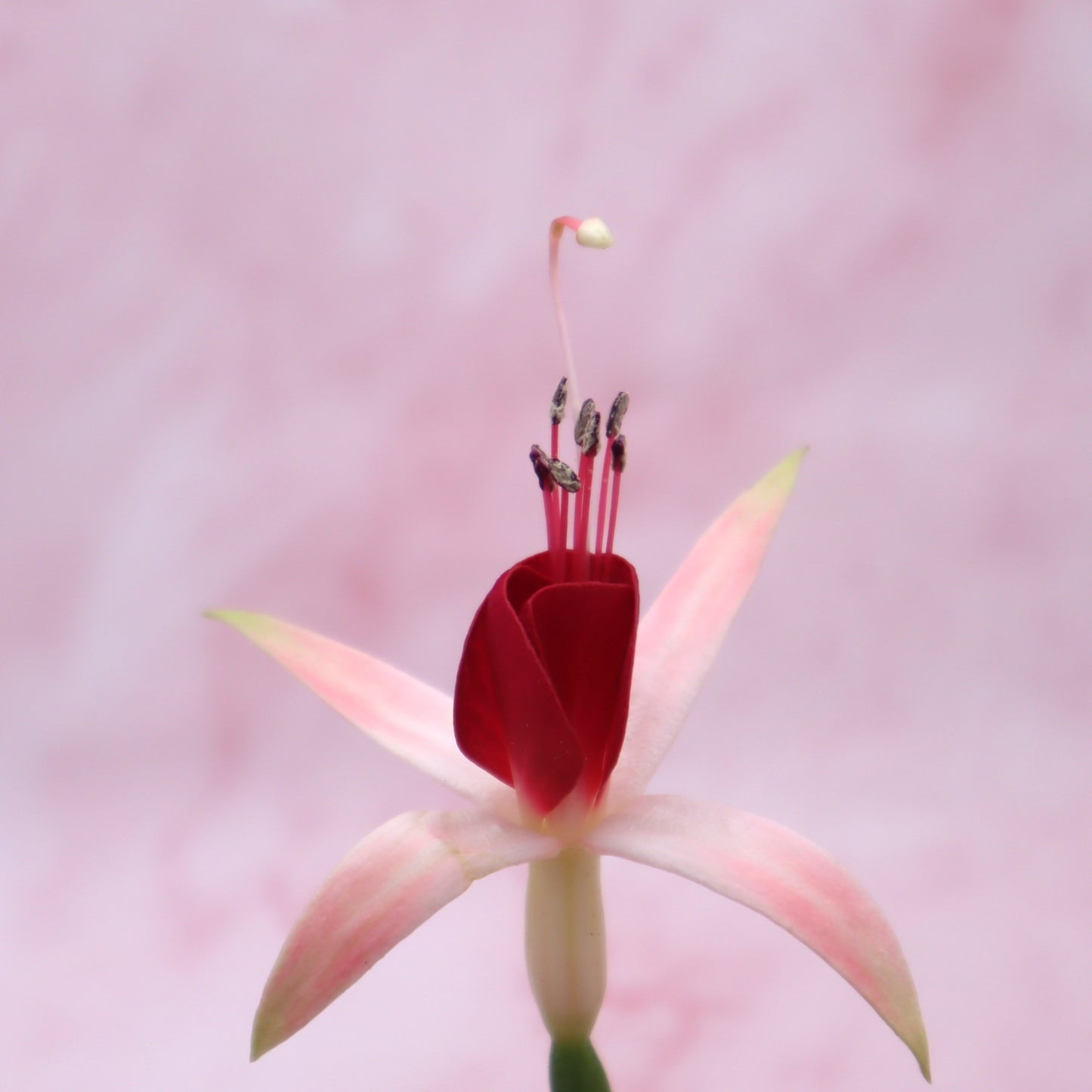 Fuchsia