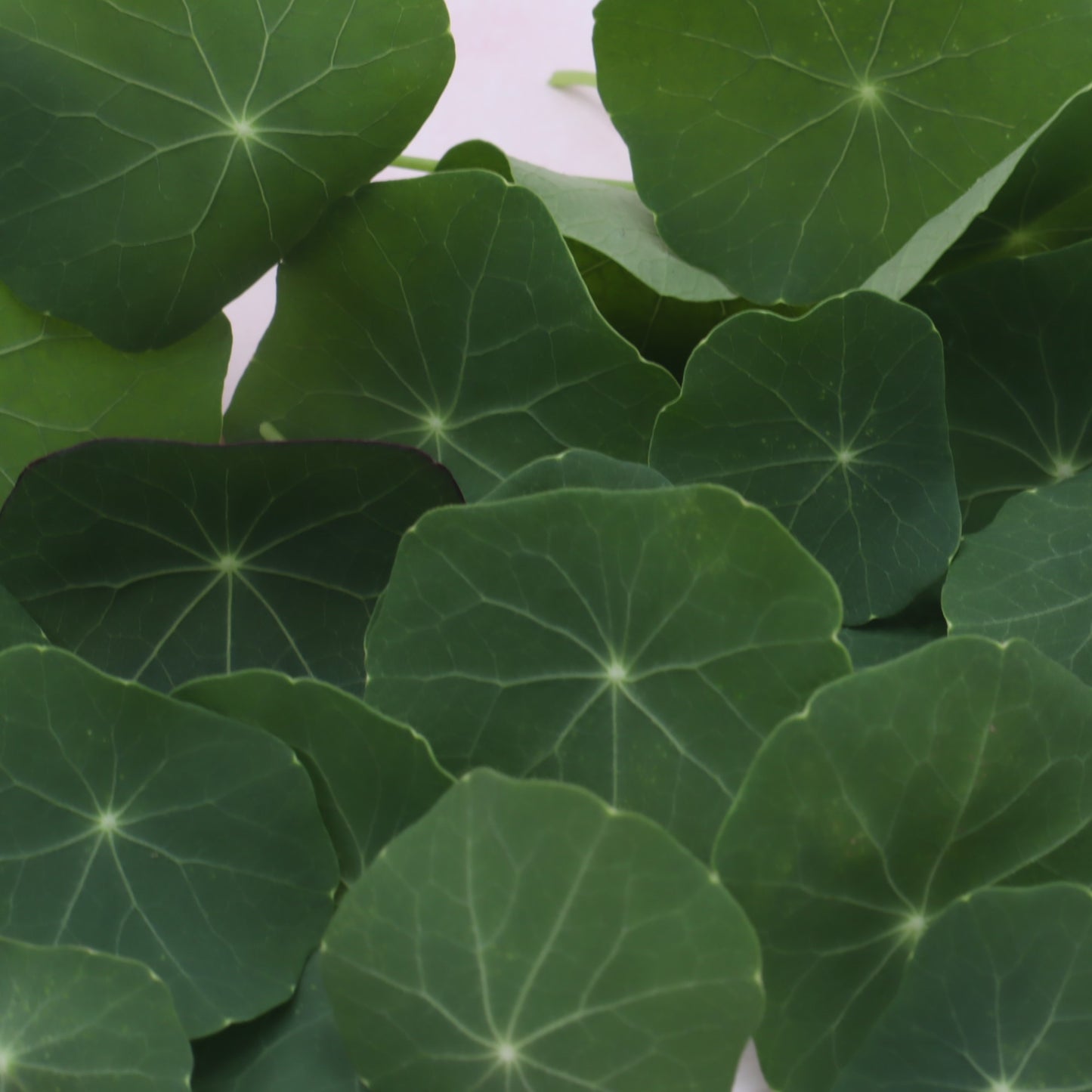 Grootverpakking, Oost-indische kers blad, OIK bladeren, groene eetbare bloemen, bloemenshop