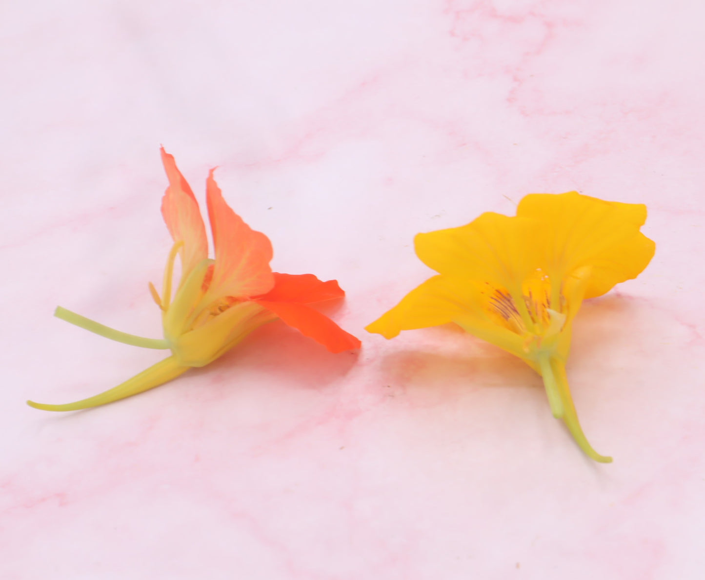 Eetbare Oost-indische kers bloemen, eetbare bloemen, bloemenshop webshop
