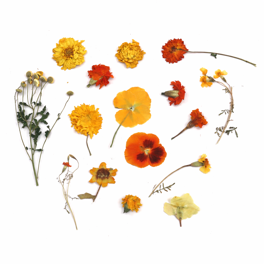 Vrolijke geperste eetbare bloemen Floral Deilght