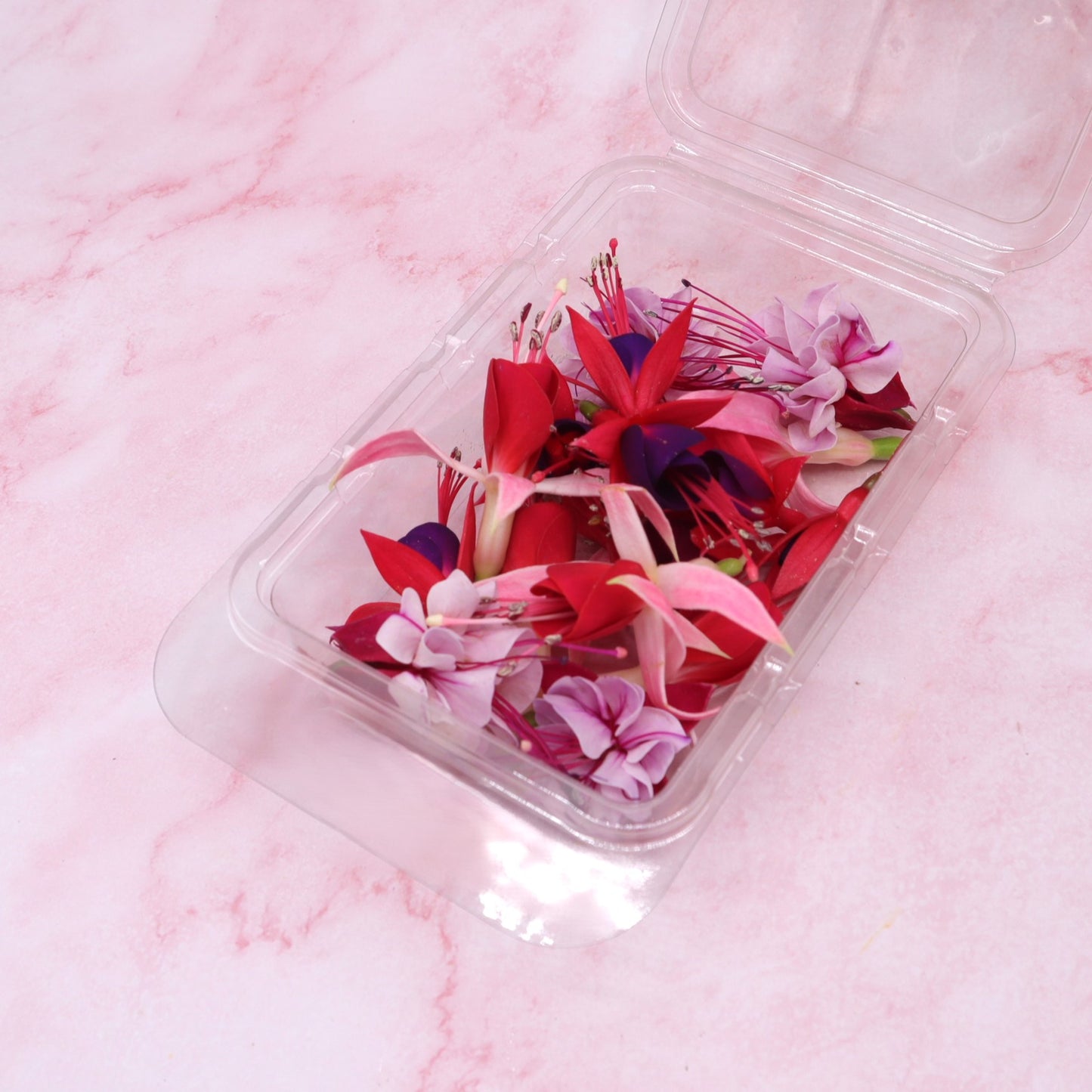 Fuchsia