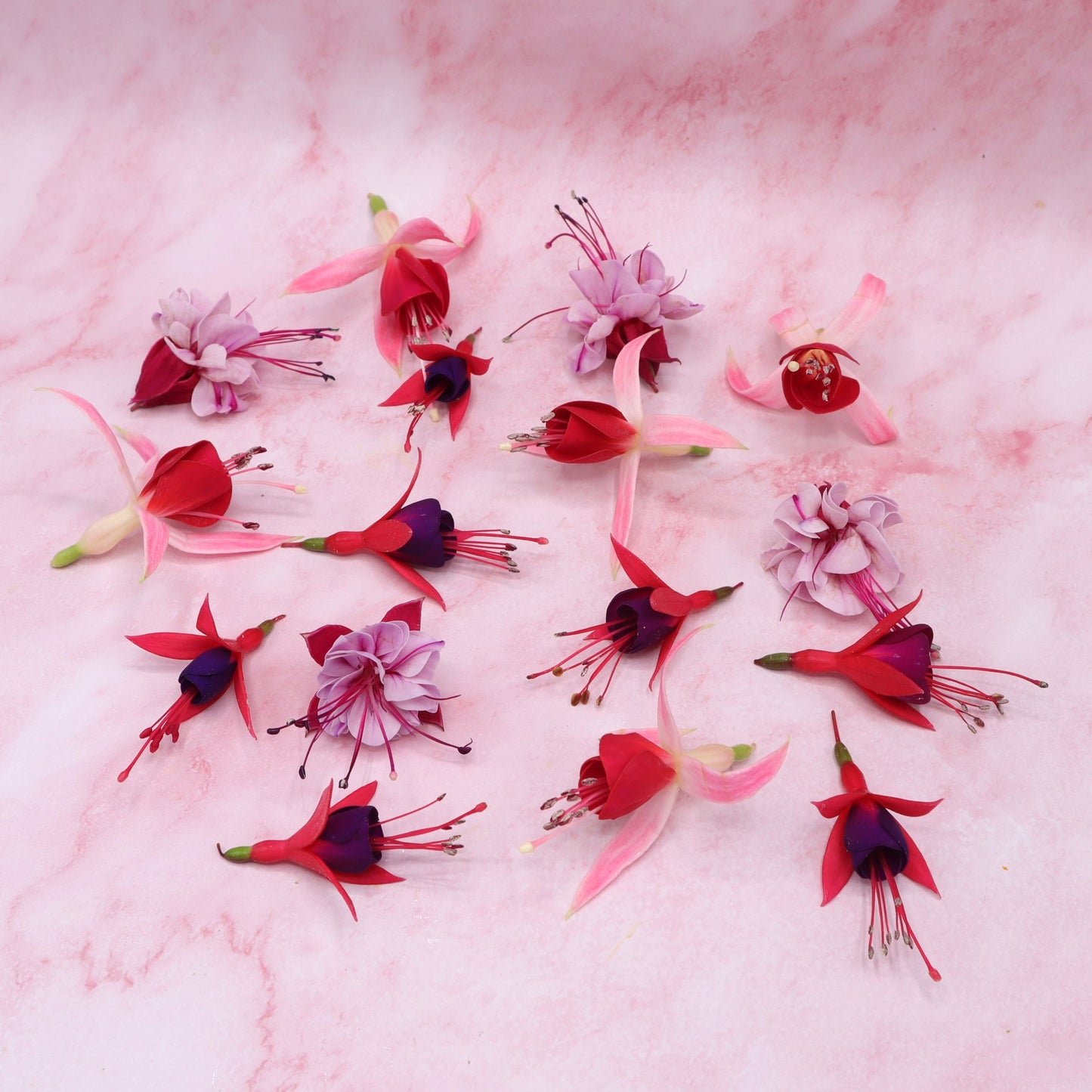 Fuchsia