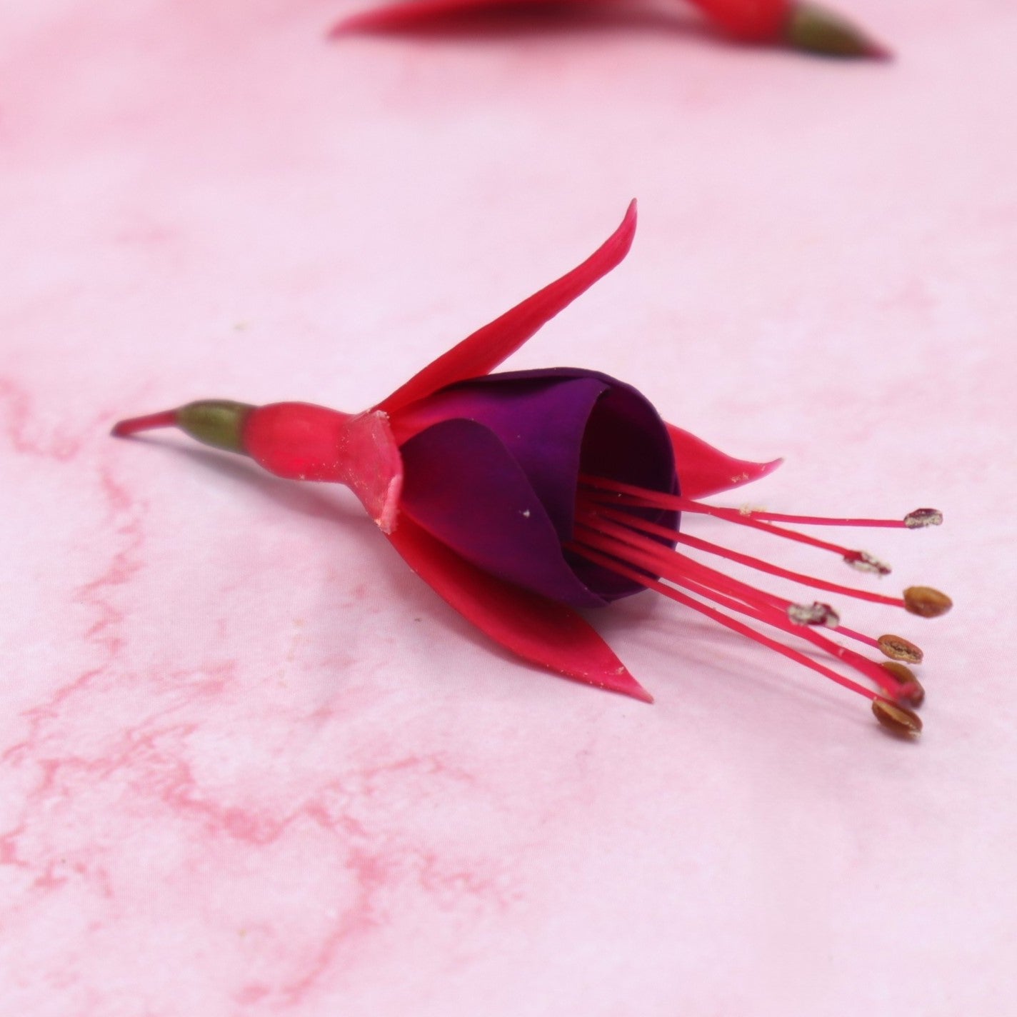 Fuchsia