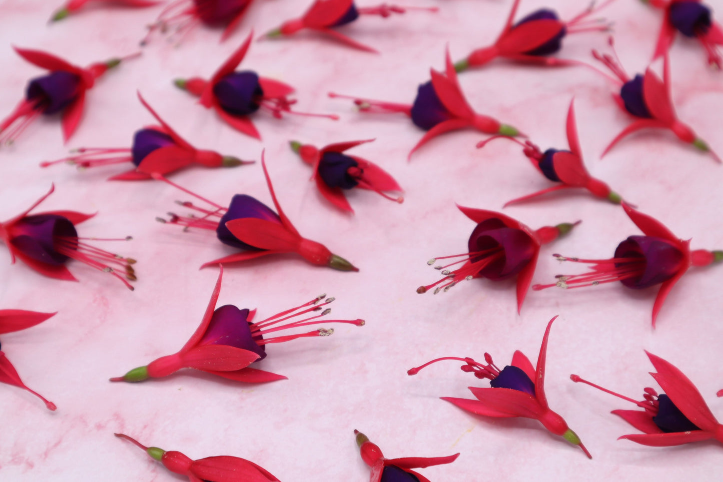 Fuchsia