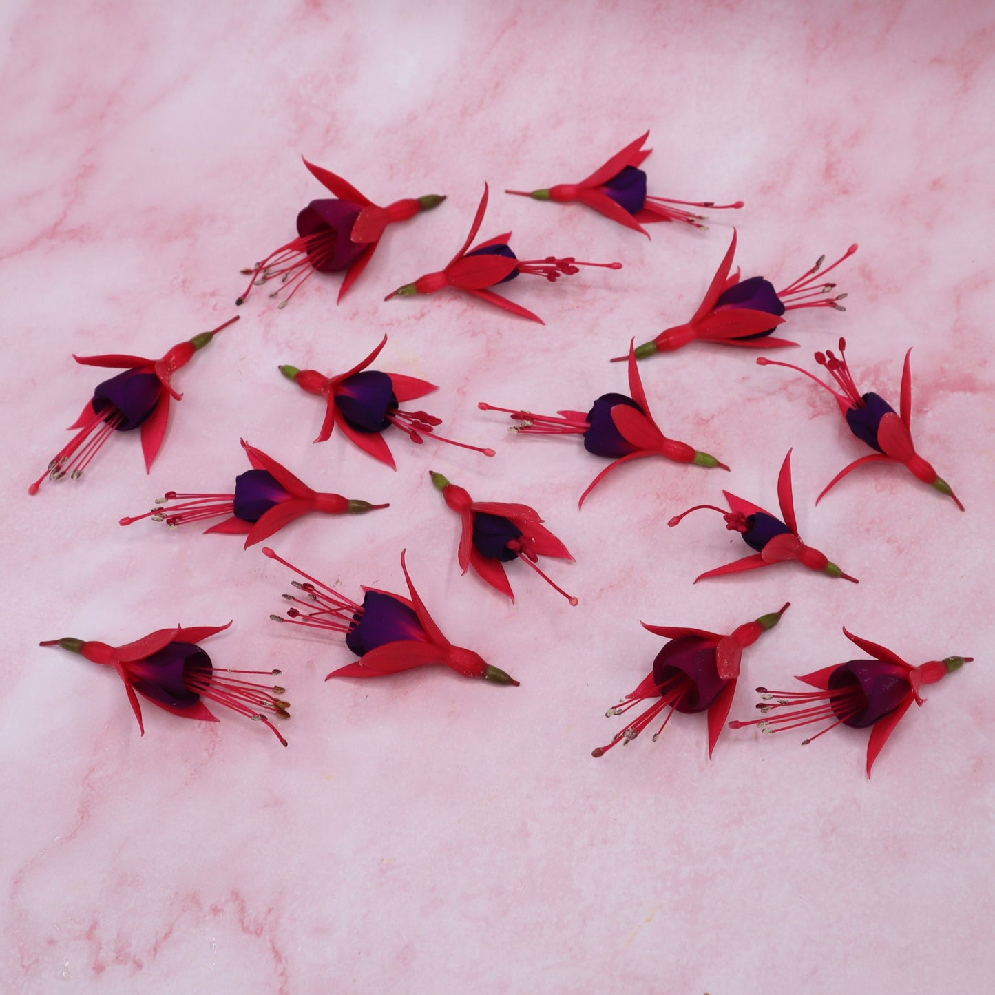 Fuchsia