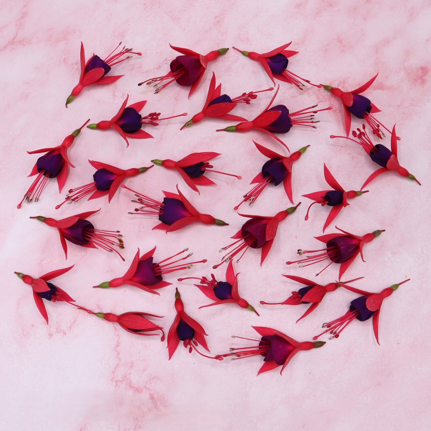 Fuchsia