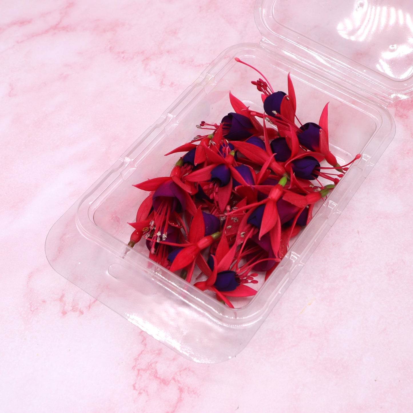 Fuchsia