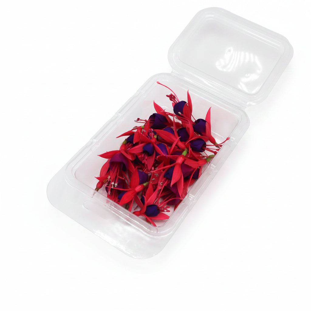 Fuchsia
