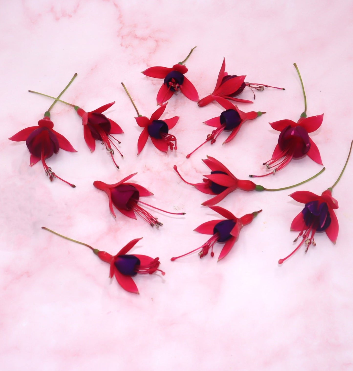 eetbare fuchsia roze paars eetbare bloemen