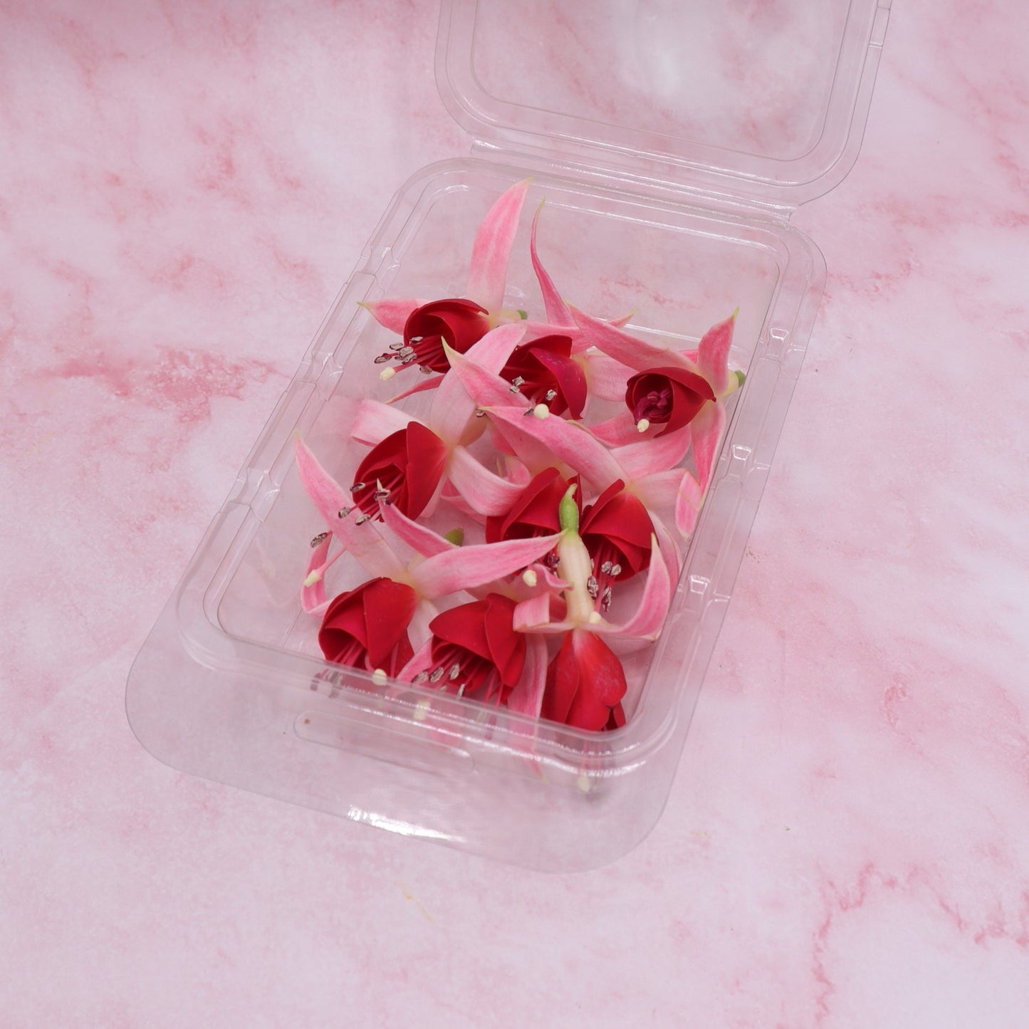 Fuchsia