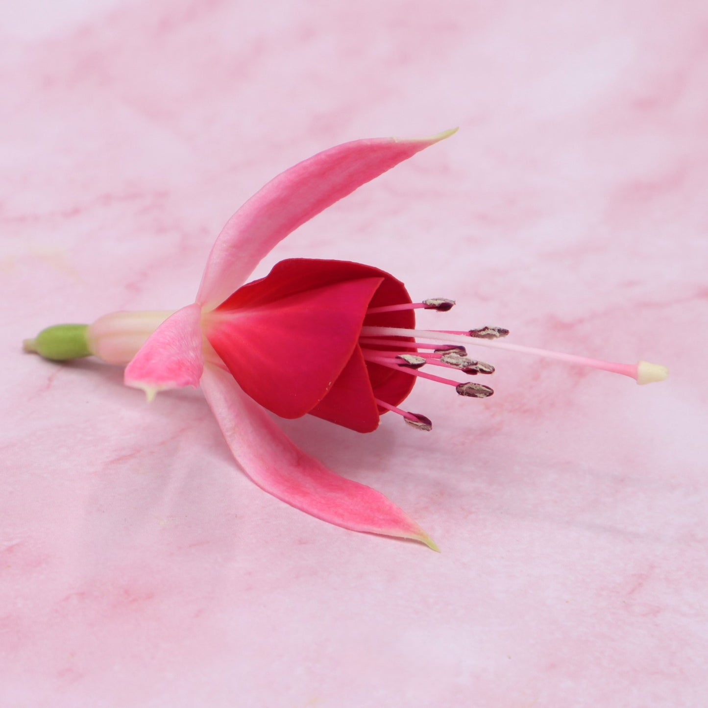 Fuchsia