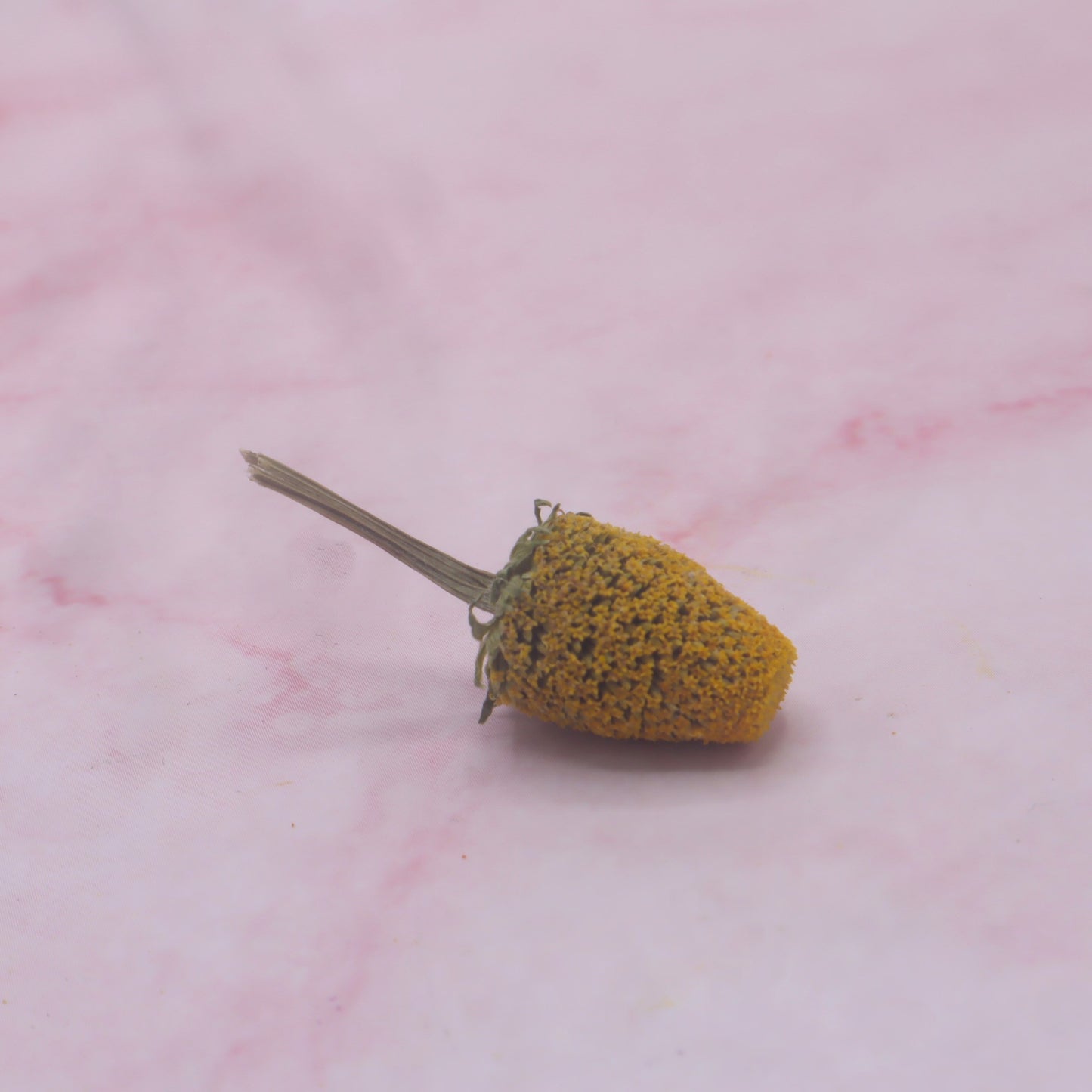 ABC-kruid (Sechuan Button) - Floral Delight