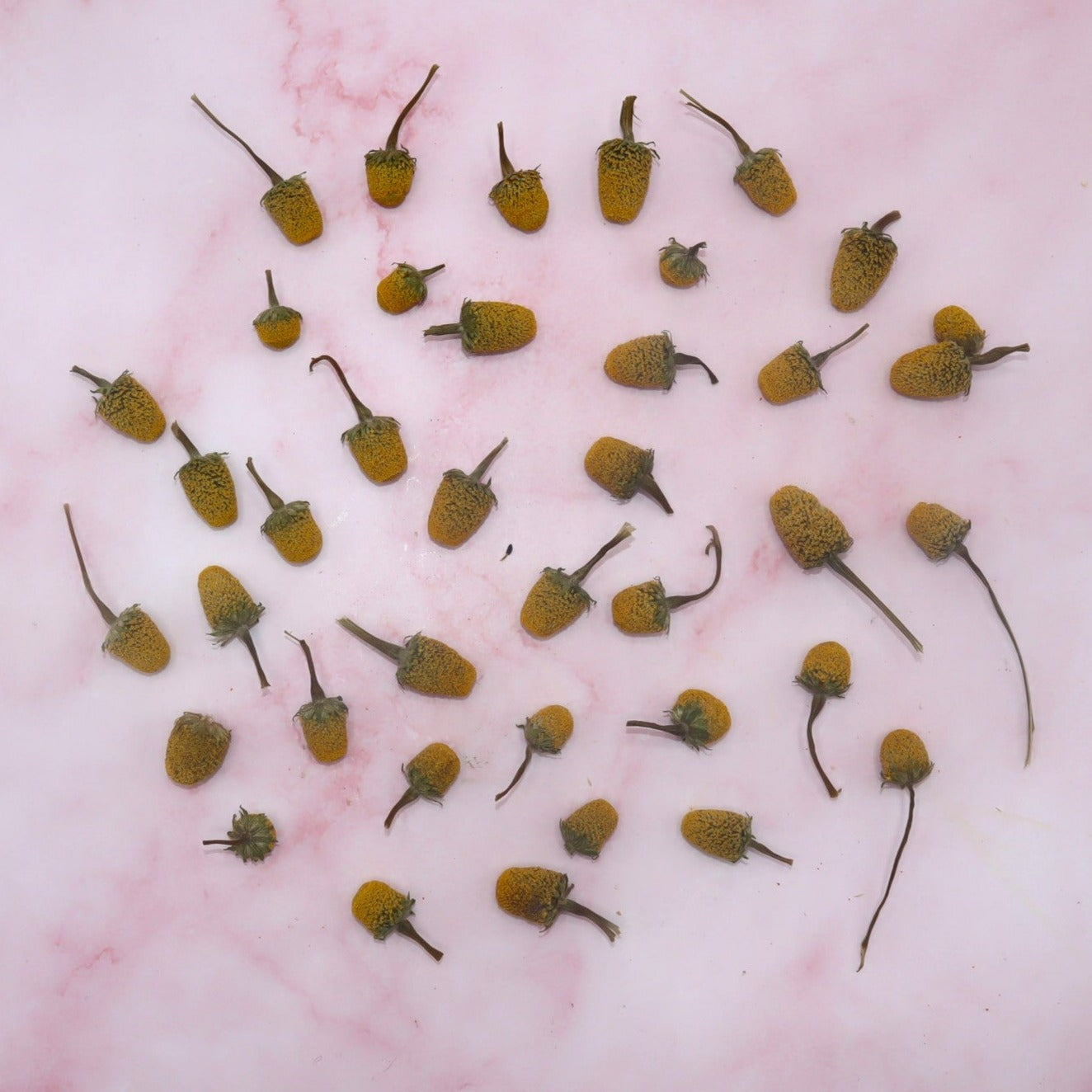 ABC-kruid (Sechuan Button) - Floral Delight