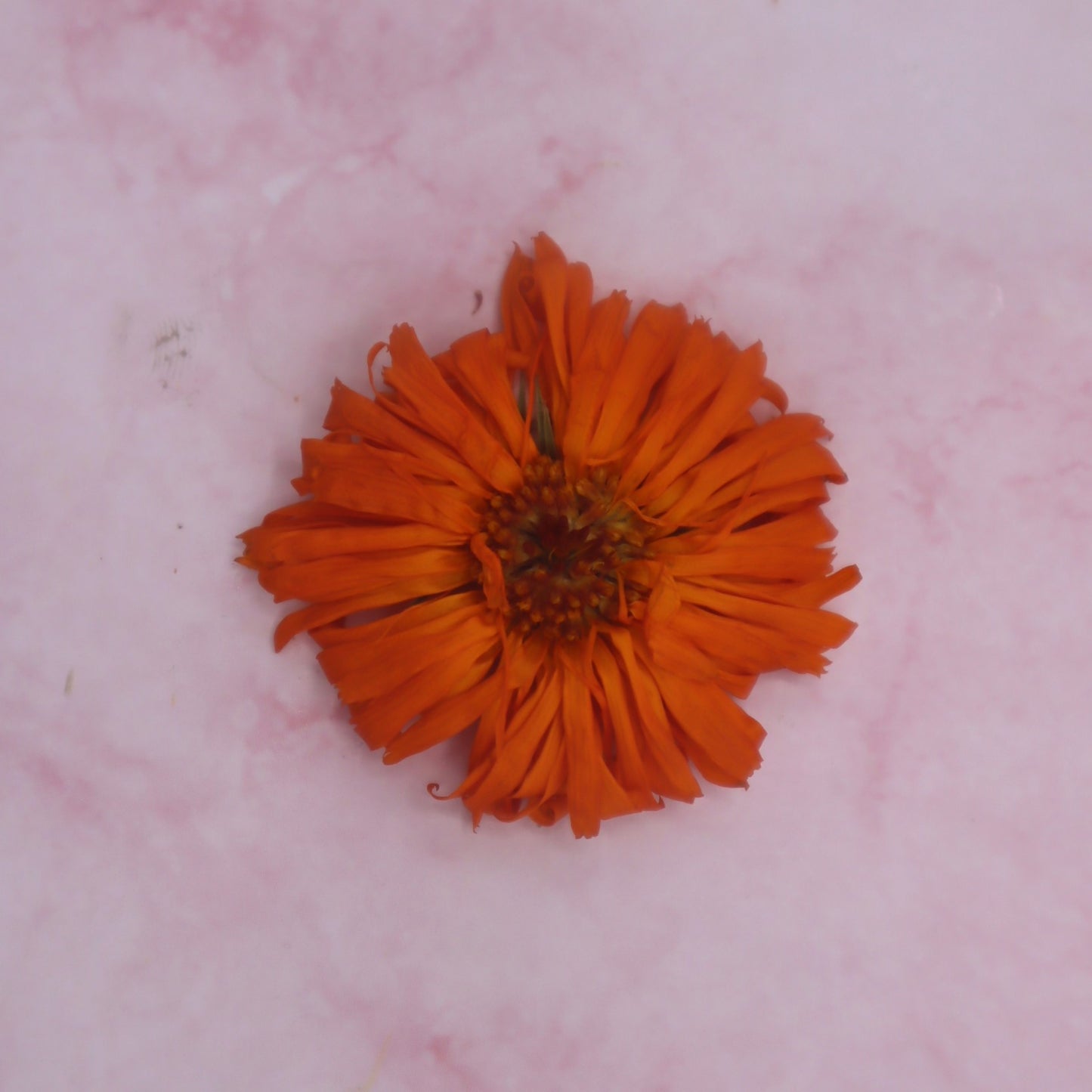 Gedroogde eetbare goudsbloem. Oranje