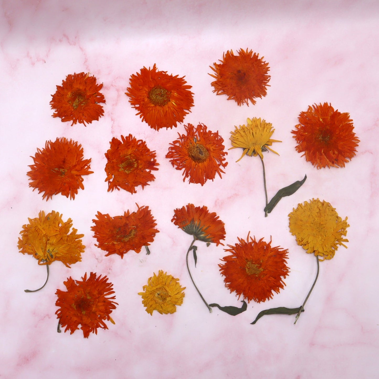 geperste goudsbloem. Eetbare geperste bloemen. Geel en Oranje. Floral Delight