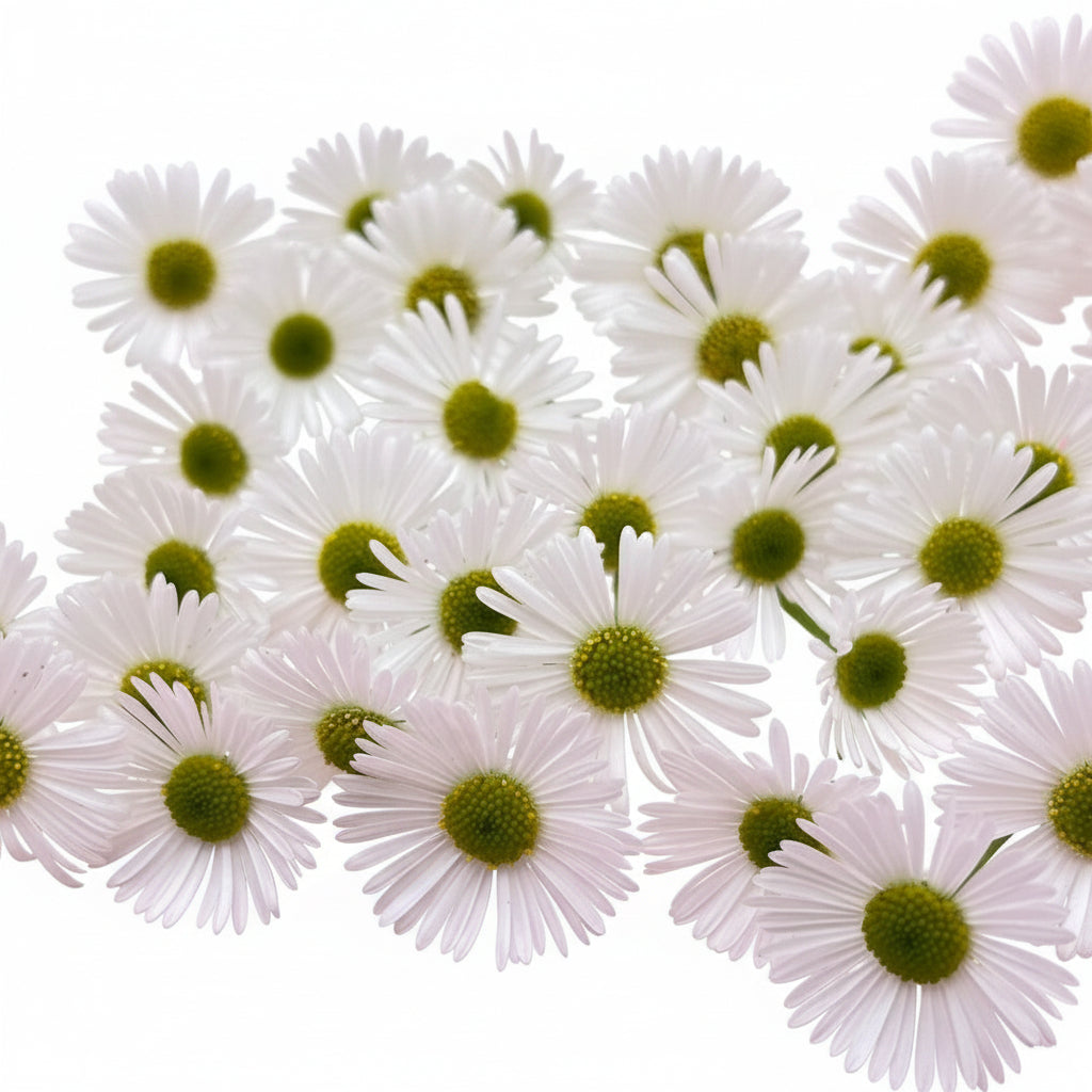 Daisies