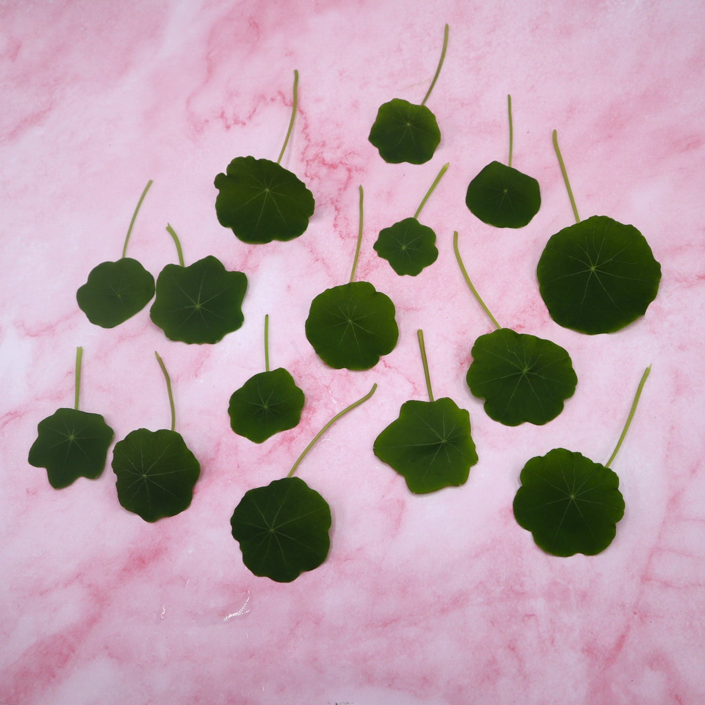 Nasturtium