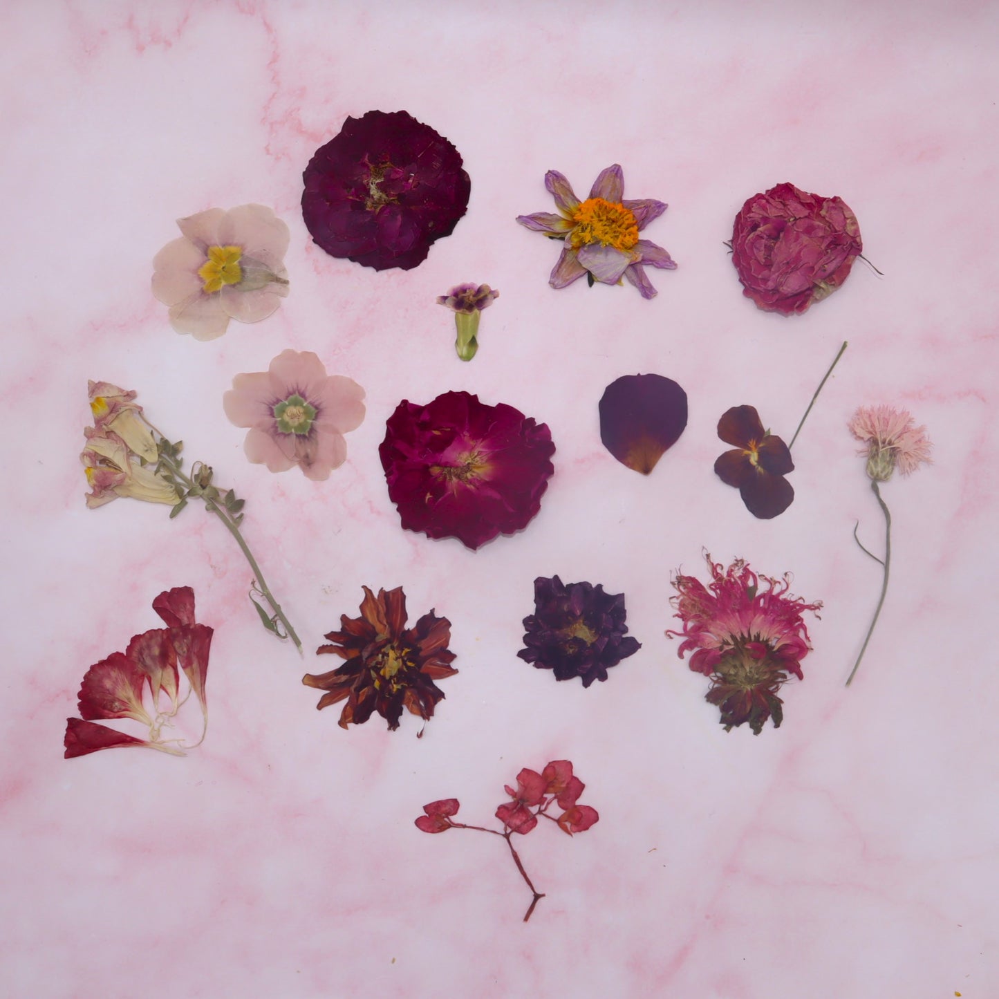 Geperste eetbare bloemen. Rood Roze geperst. Bruidstaart, Bruiloft, Taarten