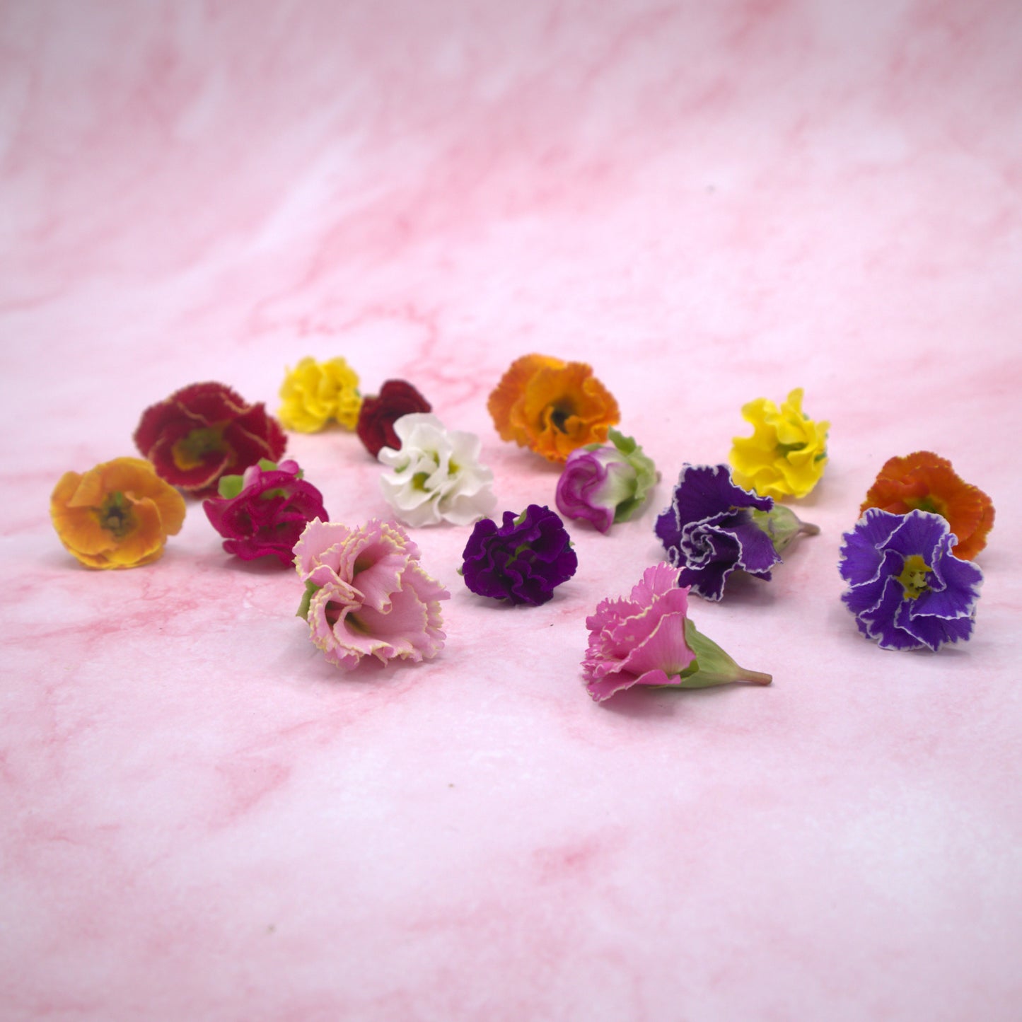 Roosvormige Primula - Floral Delight