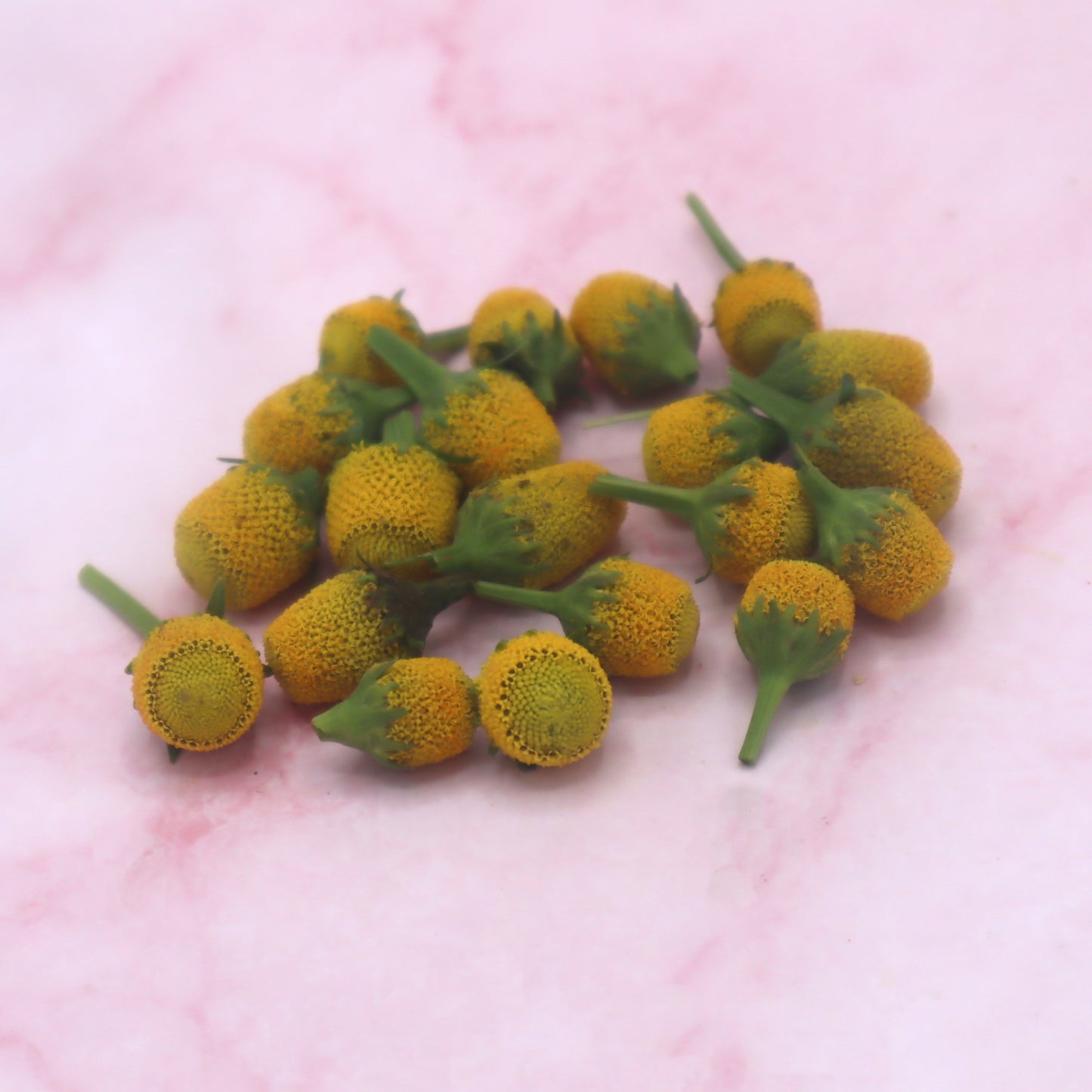 ABC-Kruid, Champagne-kruid, Sechuan Button