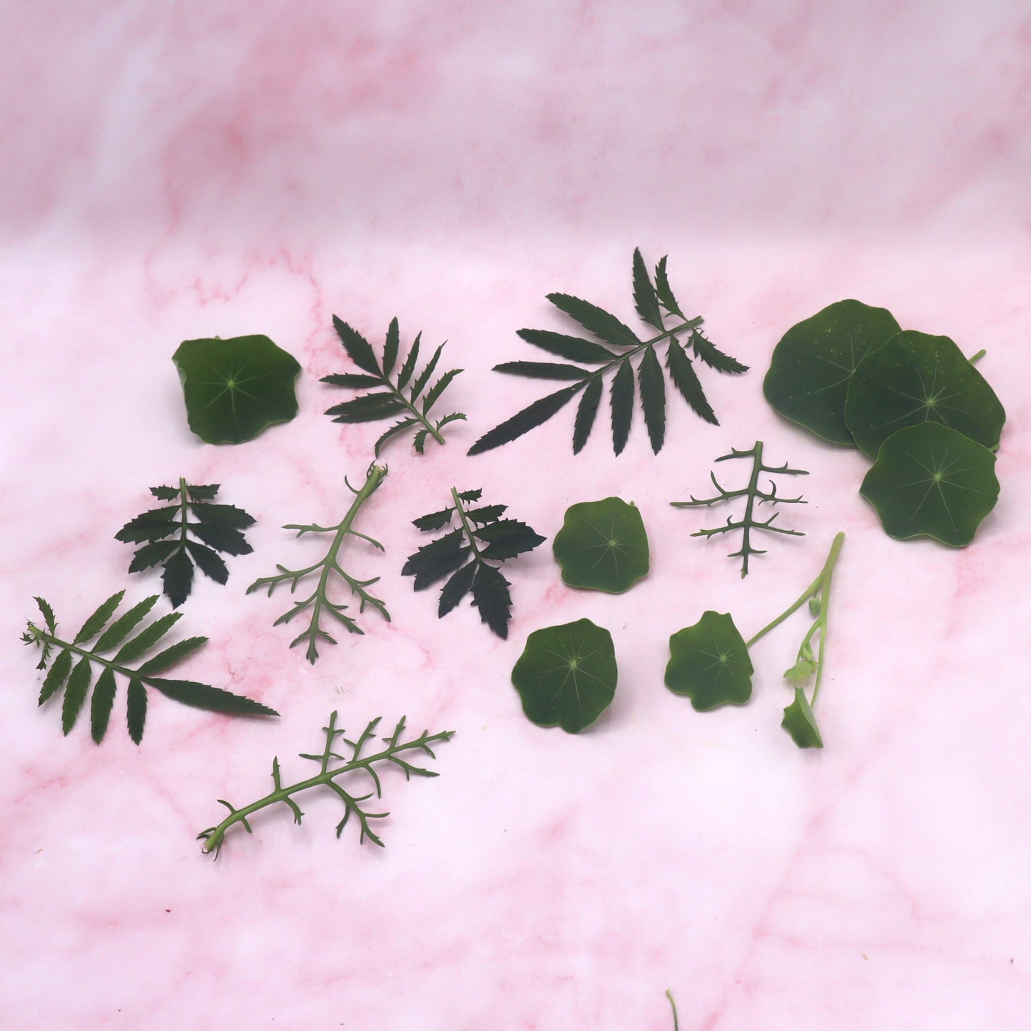 Groene eetbare bladeren mix van Floral Delight. Botanische twist voor taarten