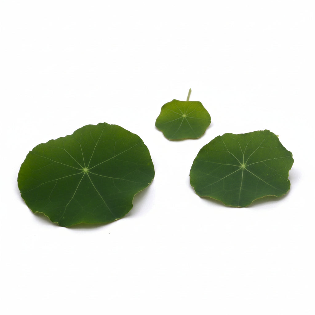Oost-Indische Kers, OIK, Nasturium. Blad en Bloemen. Eetbare Bloemen. Peper, Radijs smaak. Floral Delight