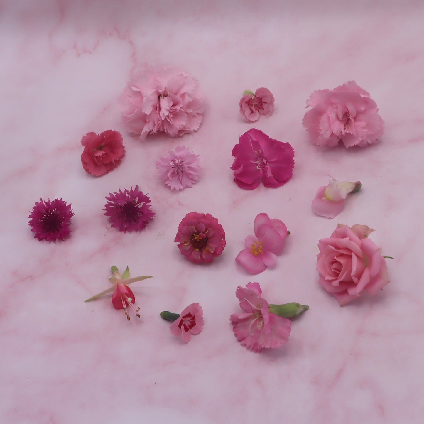 Roze blauwe eetbare bloemen mix. Gender reveal, baby, babyshower
