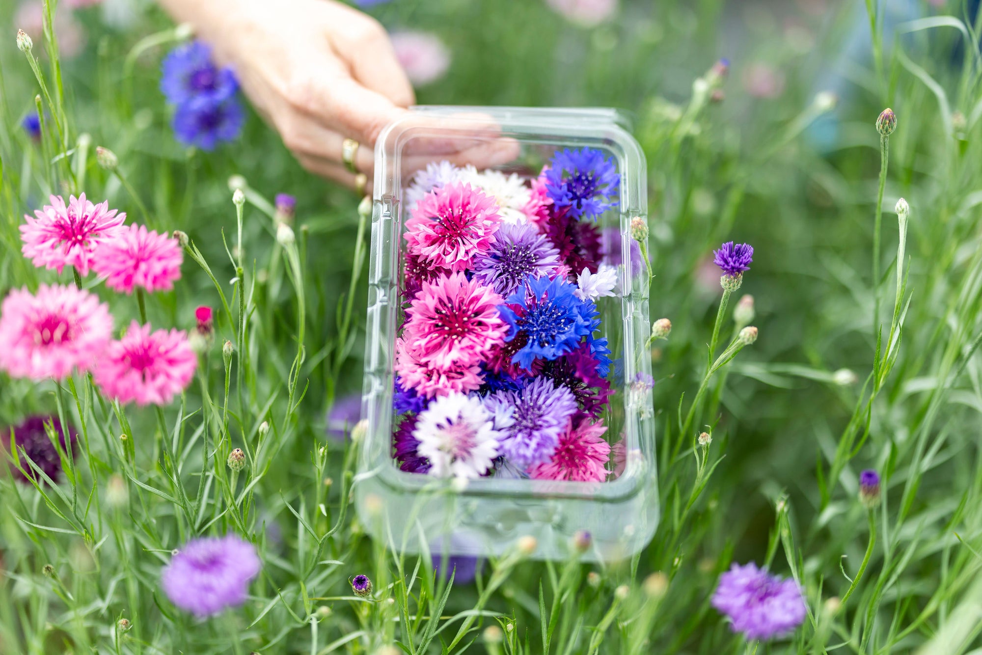 eetbare bloemen mix floral delight verse bloemen