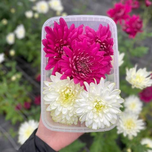 Chrysanthemum XL