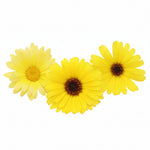 Gele Goudsbloem eetbare bloemen Floral Delight eetbare bloemenshop