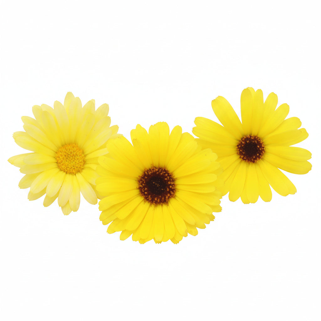 Gele Goudsbloem eetbare bloemen Floral Delight eetbare bloemenshop