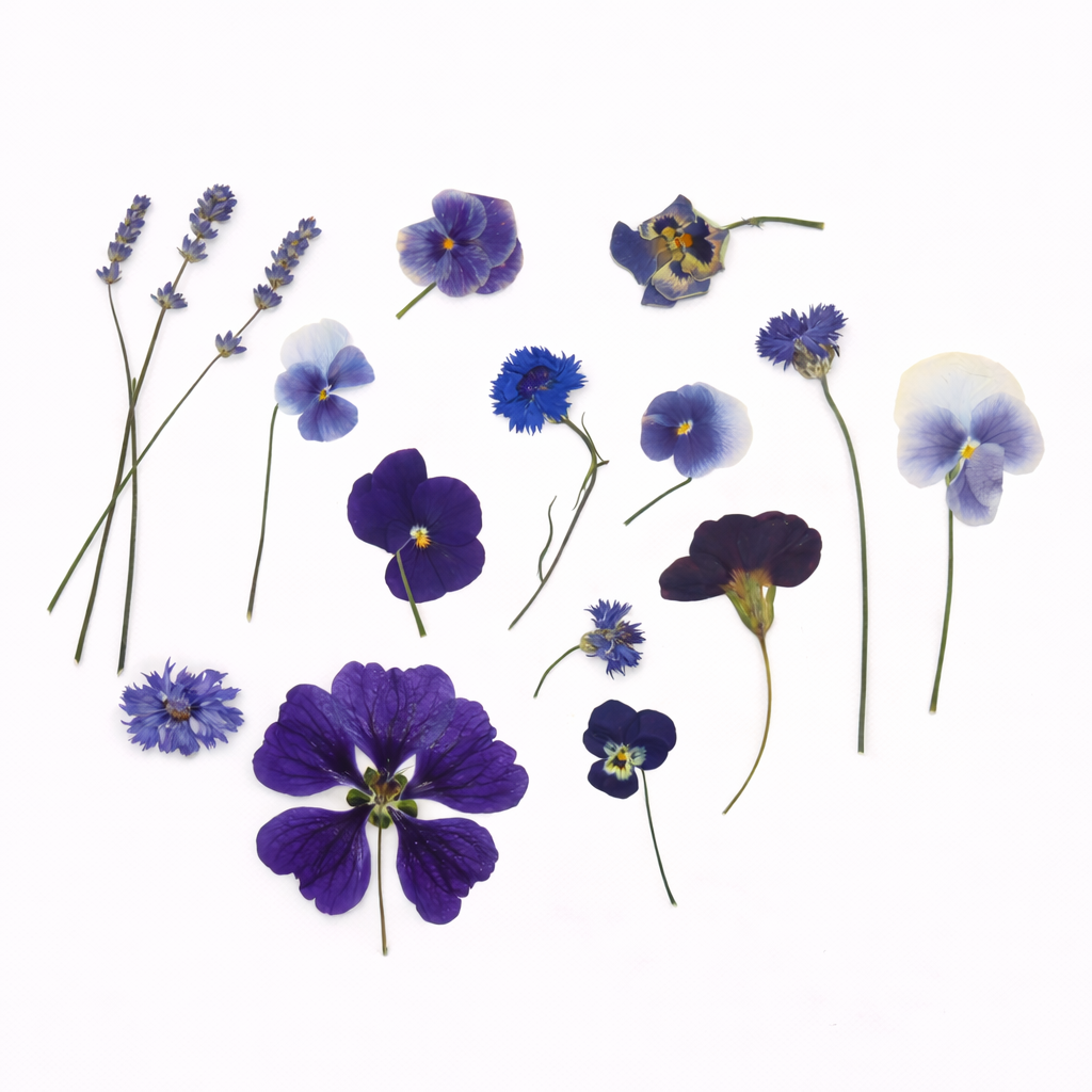 Blauwe paarse Mix geperste bloemen
