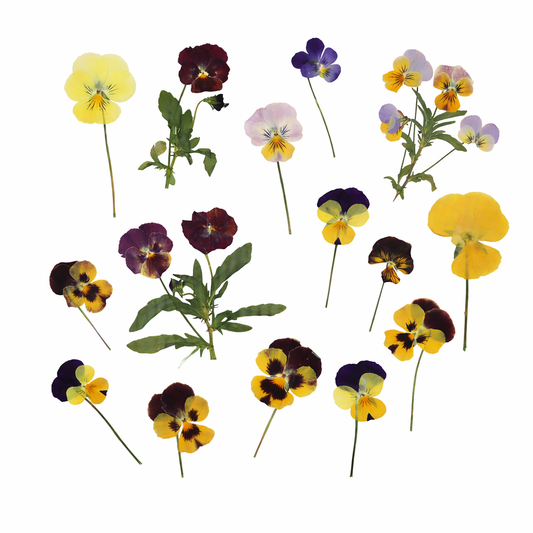 Geperste viooltjes met steel
eetbare bloemen