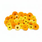 Grootverpakking goudsbloem eetbare bloemen Floral Delight eetbare bloemenshop