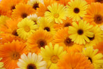Calendula Grootverpakking goudsbloem eetbare bloemen Floral Delight eetbare bloemenshop