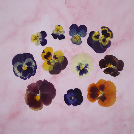 Violen mix, Viva Viola, kleine en grote violen in diverse kleuren. Eetbare bloemen Geperst