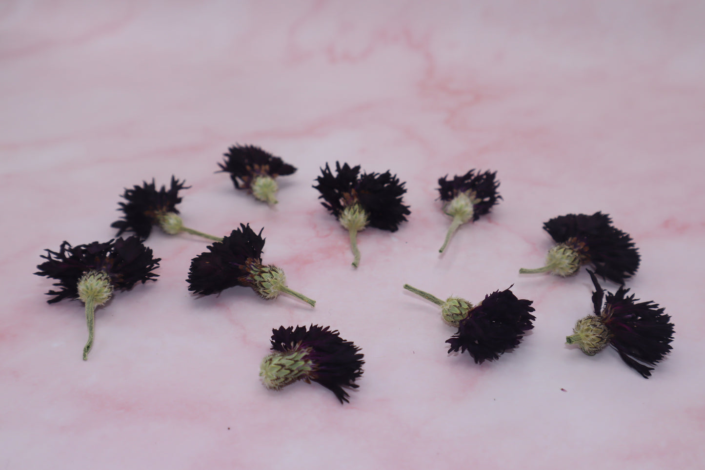 gedroogde eetbare korenbloem. zwarte bloem