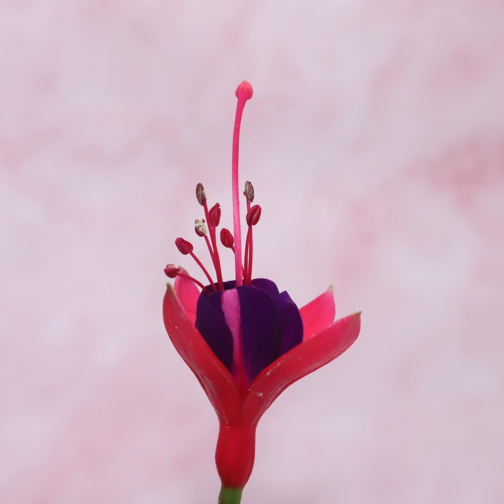 eetbare fuchsia roze paars eetbare bloemen