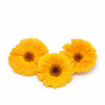Oranje Goudsbloem eetbare bloemen Floral Delight eetbare bloemenshop