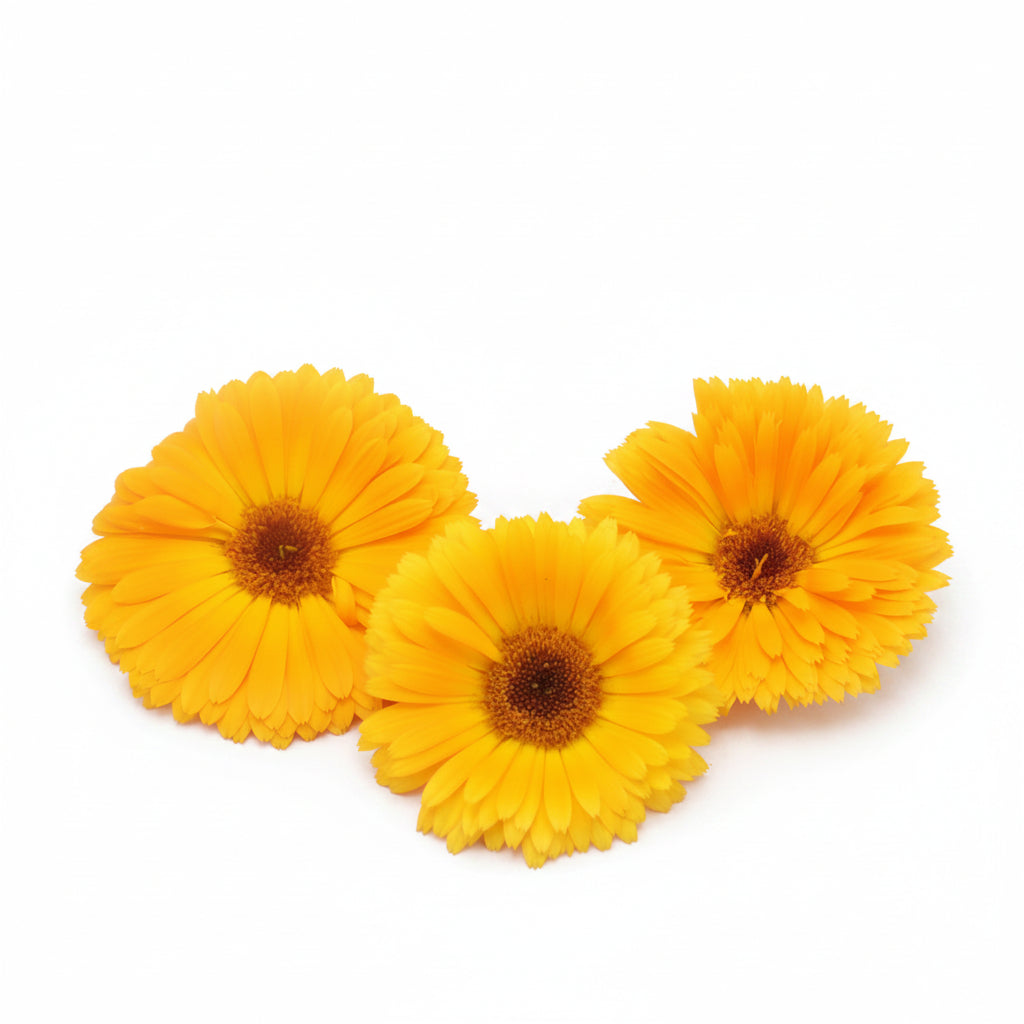 Oranje Goudsbloem eetbare bloemen Floral Delight eetbare bloemenshop