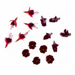 bloemen in cocktails
