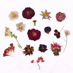 Geperste eetbare bloemen van Floral Delight, roze en rood