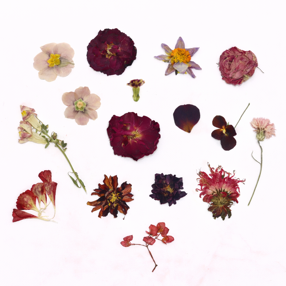 Geperste eetbare bloemen van Floral Delight, roze en rood