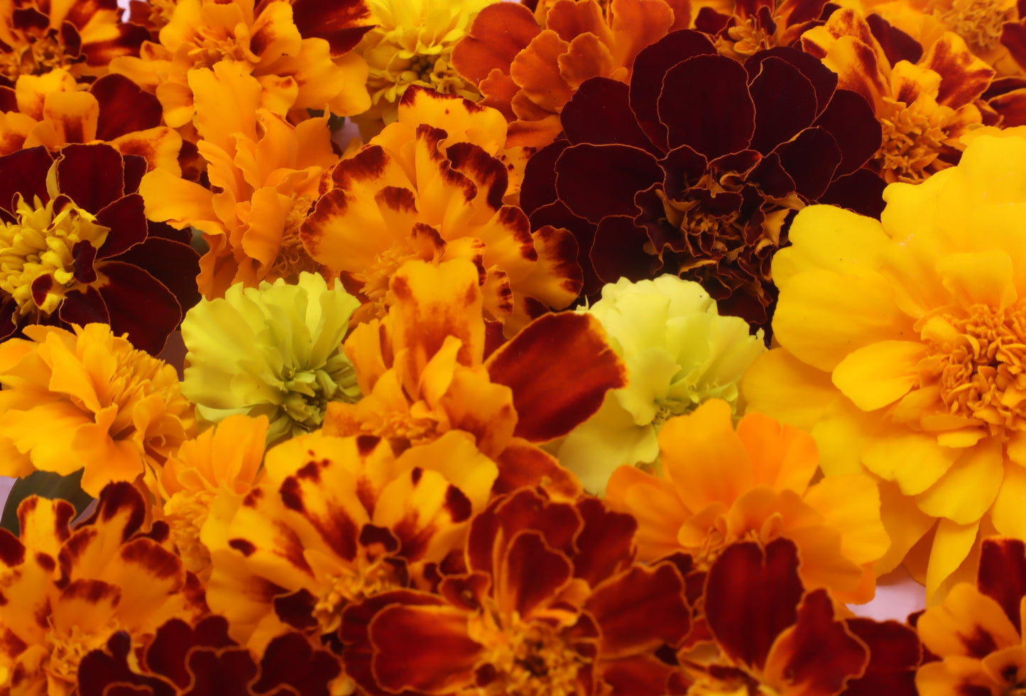 Eetbare Tagetes, Marigold, Afrikaantje, eetbare bloemen, eetbare bloemenshop, floral delight